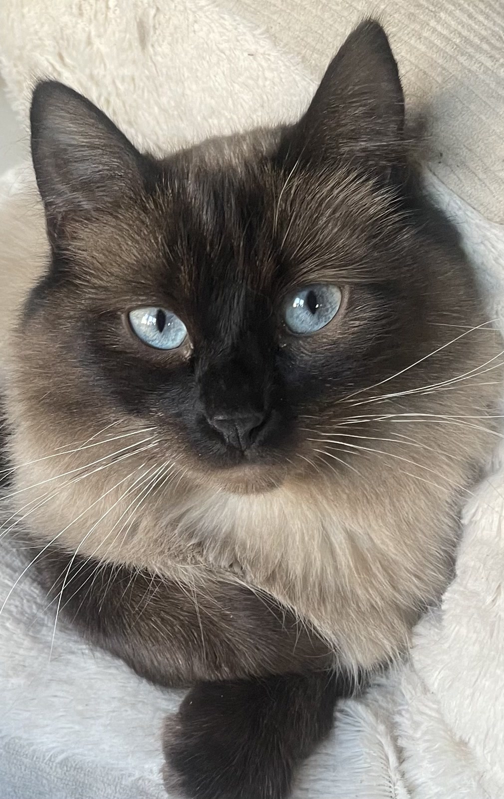 Blue eyes and a soft blanket