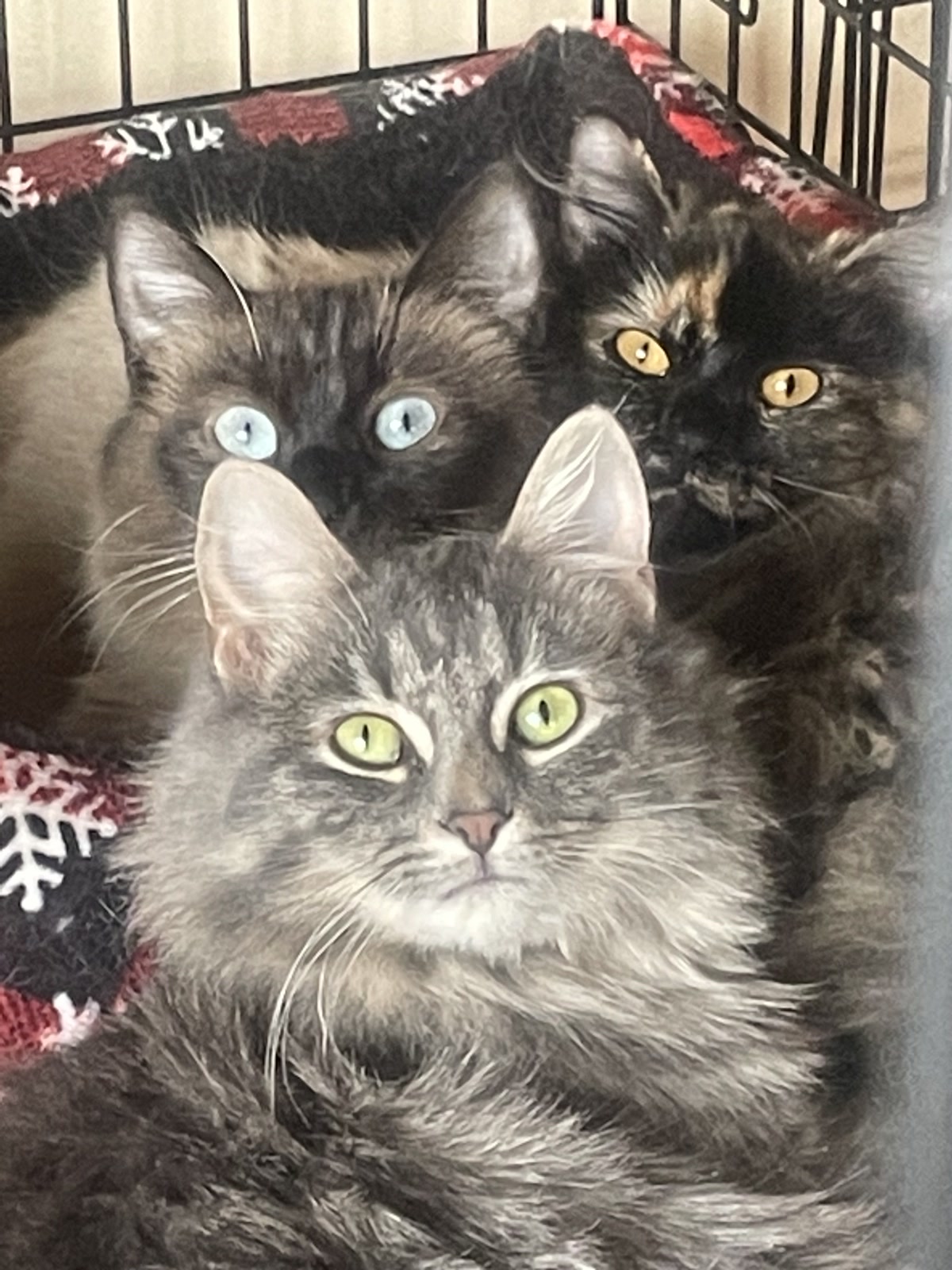Three faces, one cozy spot