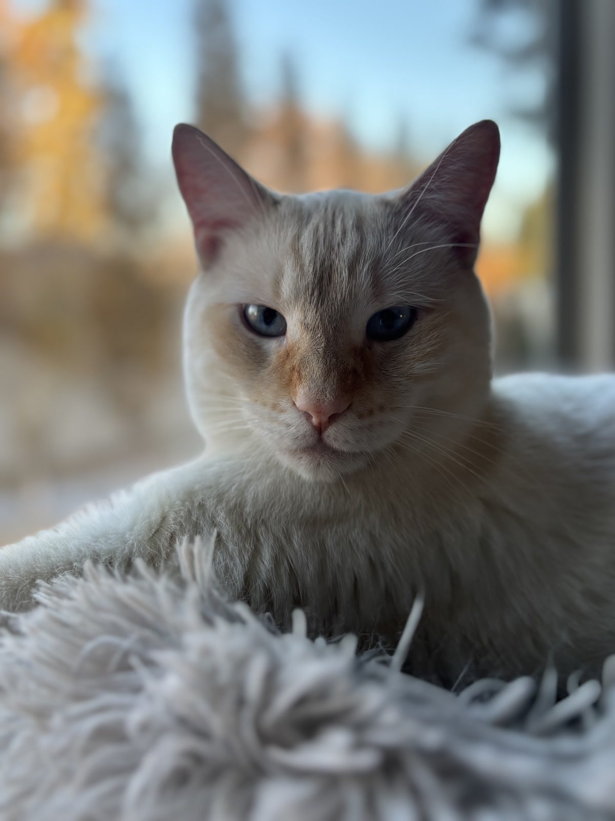A quiet moment by the window