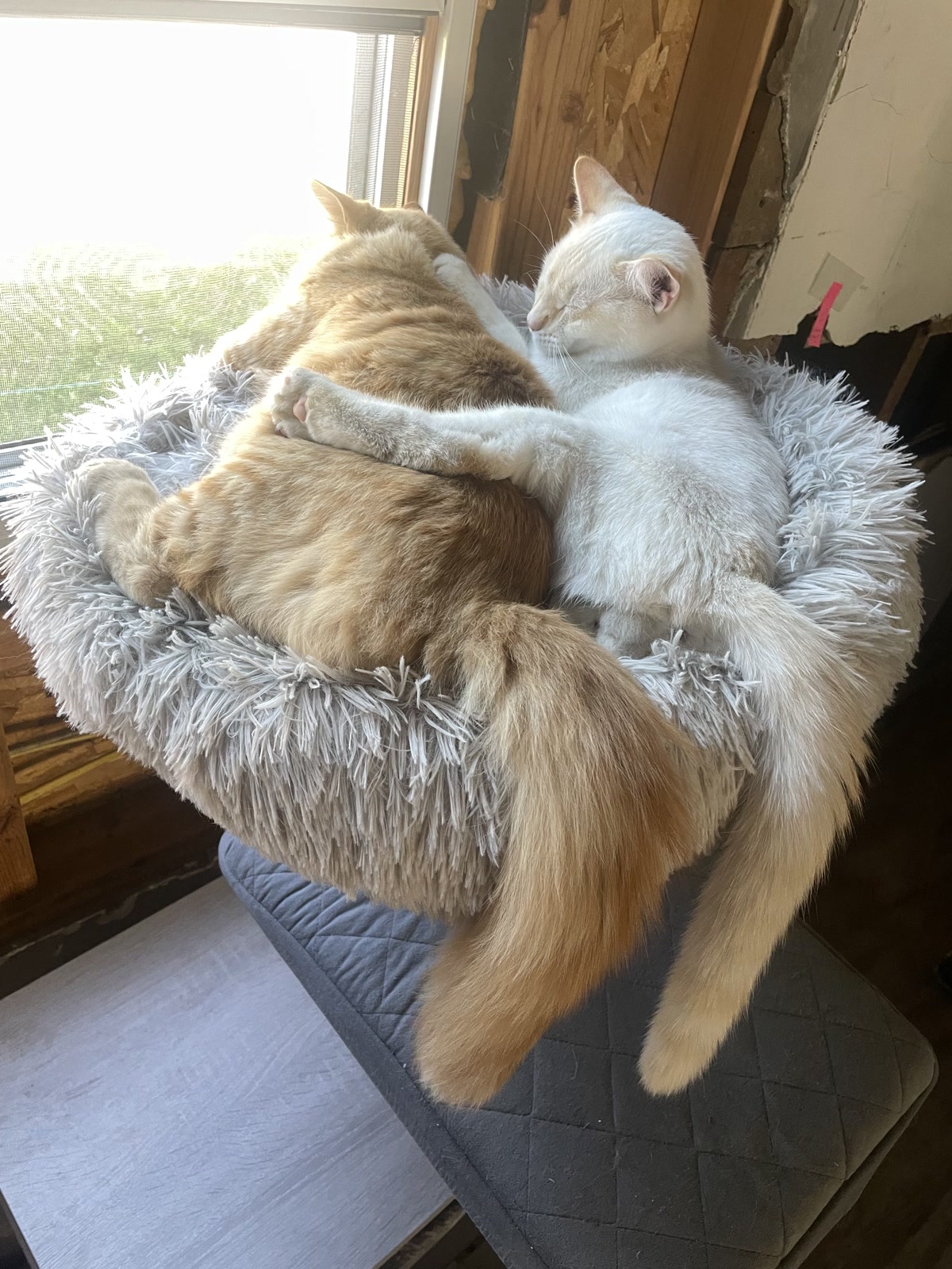 A little cuddle in the sunlight