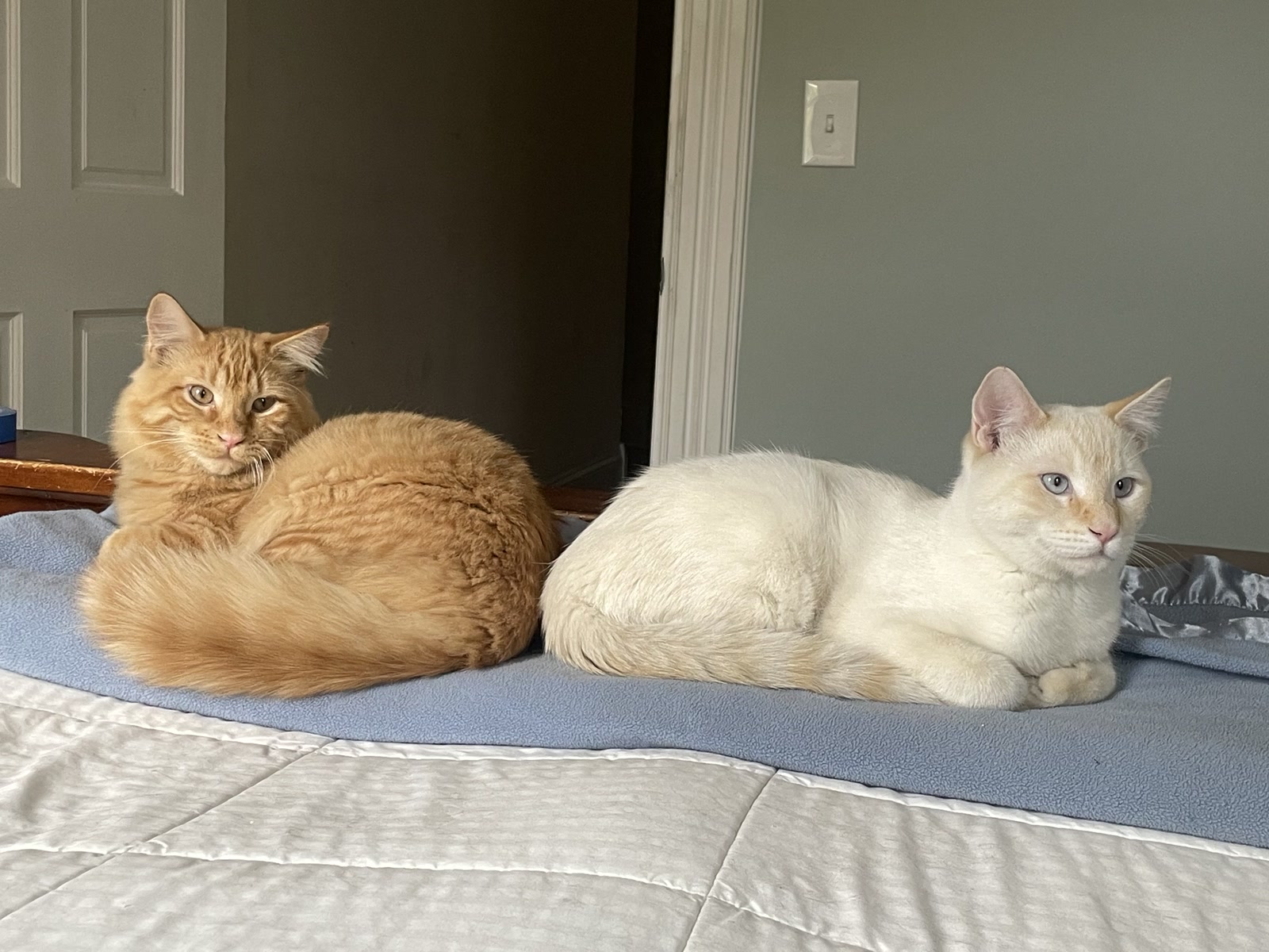 Two cats resting side by side