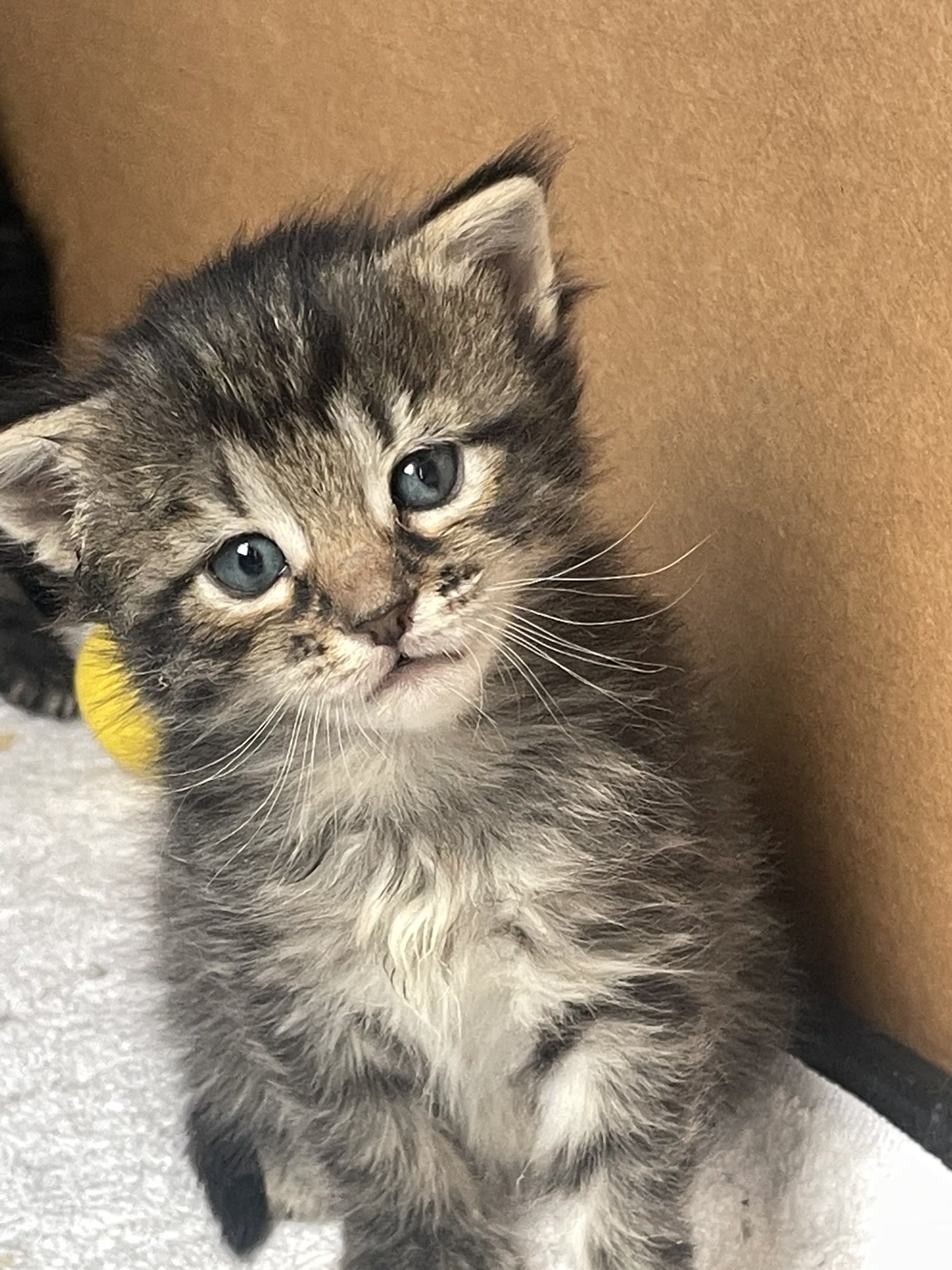 A striped face and tiny whiskers