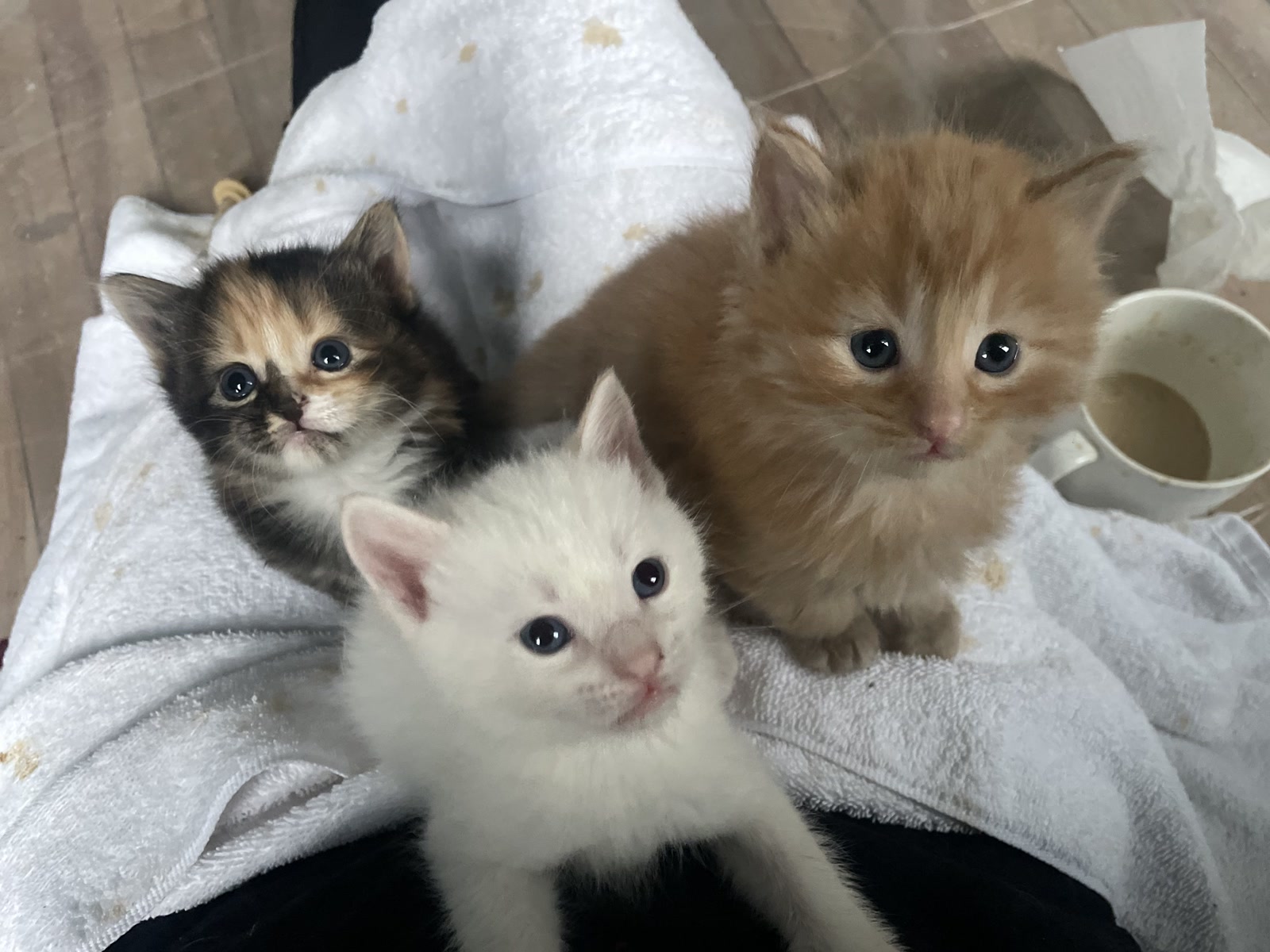 Three small cats on a white towel