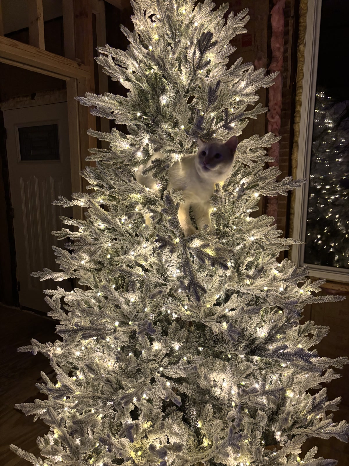 A cat among the twinkling branches